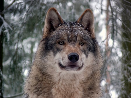 Majestic Grey Wolf - cunning, wolf, beautiful, majestic, canine, dog, free, grey wolf, grey