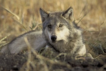 Resting Grey Wolf - cunning, majestic, grey wolf, wolf, free, grey, dog, beautiful, canine