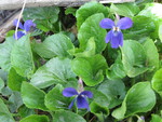 Violets