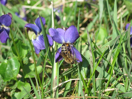 Violets&Bee - flowers, bee, violets, nature, mc