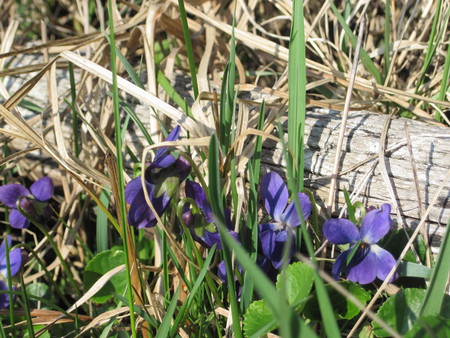 Violets - mc, flowers, violets, nature