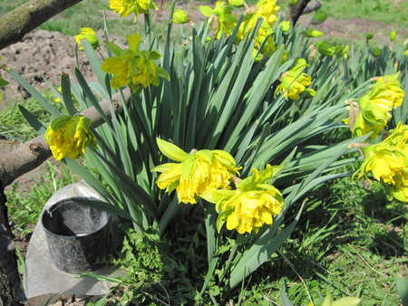 Flowers - nature, mc, flowers, yellow