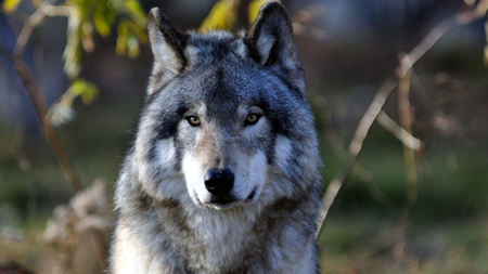 Majestic Stare - cunning, wolf, beautiful, majestic, canine, dog, free, grey wolf, grey