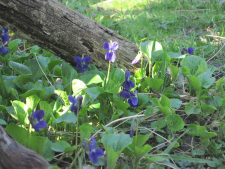 Violets - mc, flowers, violets, nature