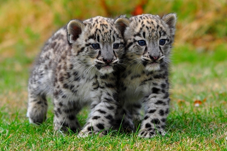 LITTLE BROTHERS - snow leopard, adorable, white tiger, snow tiger cubs, cute