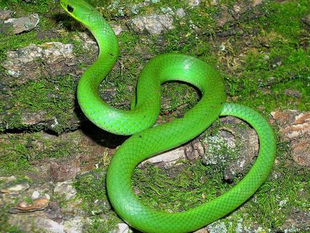 Snake - green, animals, reptiles, snake