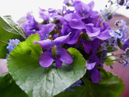 violets for caramelie - purple, violets, flowers, spring