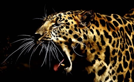 Roar - black, leopard, animal, nature, beautiful, wild