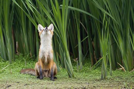 dreamer - dreamer, nature, fox, green, sitting, wild