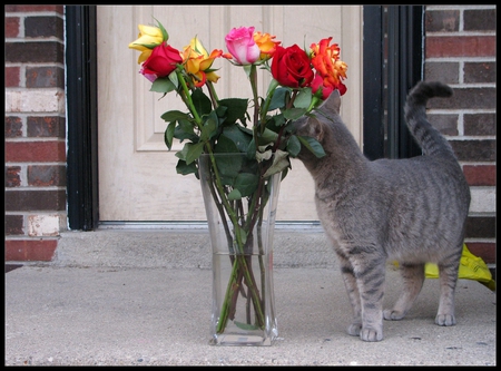 beautiful roses - roses, sniffing, beautiful, cat, vase, grey