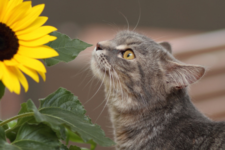 sunshine in my eyes - lovely, cat, sniffing, sunflower