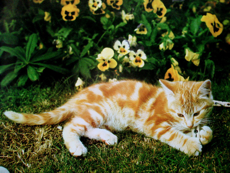 Mickey - flowers, kitten, garden, cute, home, playing