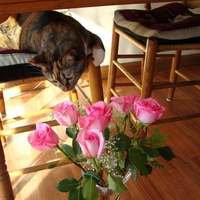 Gracie and the roses