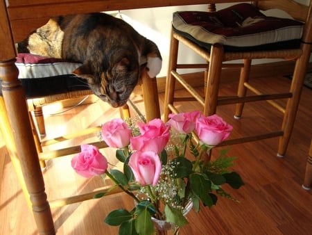 Gracie and the roses - chears, roses, pink, sniffing, lovely, cat, vase