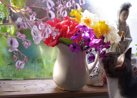 smell......Spring - sniffing, window, cat, flowers, lovely, spring, vase