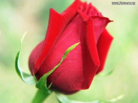 THIS REDROSE SYMBOLIZES,PEACE - gorgeous, red, sweet, rose, smells