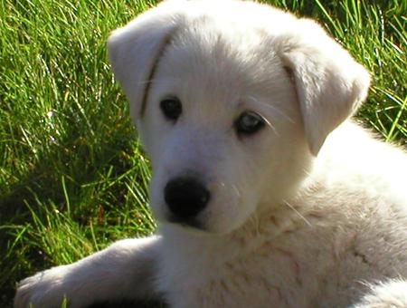 White Retriever - grass, puppies, nature, retrievers