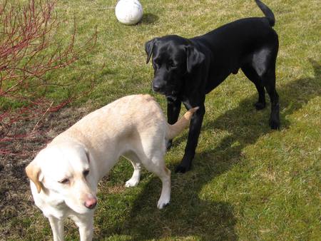 Two Labrador Retriever's - nature, labradors, snow, white labradors, black labradors