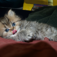 sweet blueyes