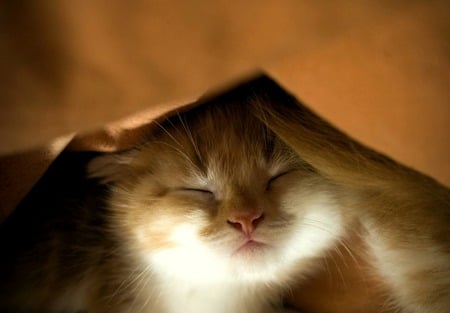 Sleepyhead - cat, feline, white and orange, blanket, kitten