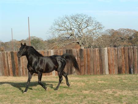 The Black Stallion - nature, horses, arabians, black horses, stallions, black stallions