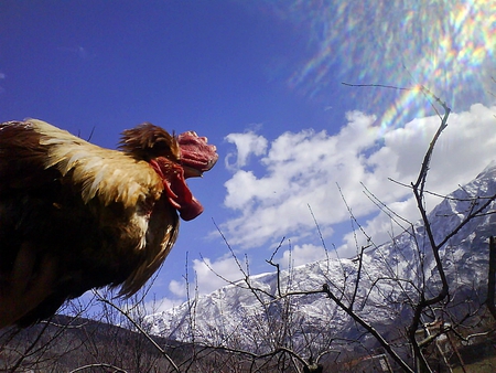 Freedom - freedom, hen, spring, nature, rooster, chicken