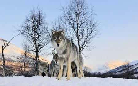 beautiful photograph of wolves - wolves, majestic, gorgeous, beautiful