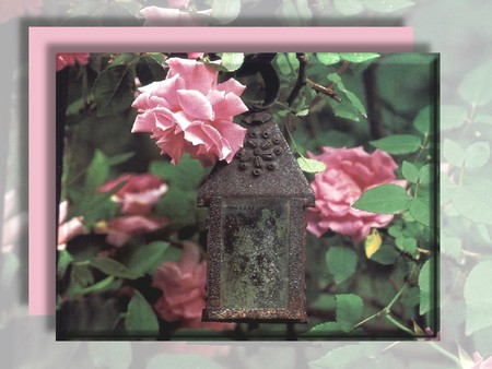 Somewhere in Time  - roses, photography, photo, antique, garden, flower