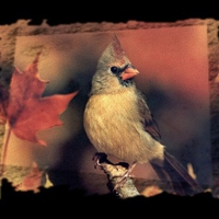 Autumn Female Cardinal 1