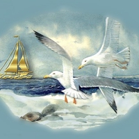 Seagulls in Flight F2