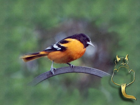 Baltimore Oriole 1