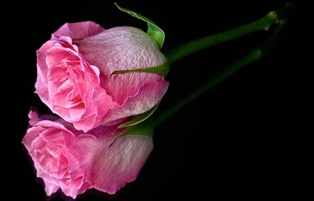 Pink Rose - beauty, roses, photography, pink rose, rose, still life, with love, refelction, pretty, reflection, petals, romance, stem, thorn, love, pink roses, for you, lovely, nature, romantic, beautiful, pink, flowers, flower