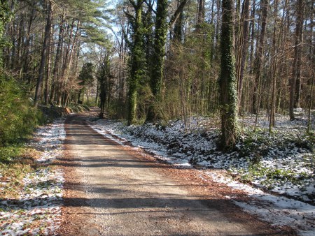 A Road Alone - trees, snow, dirt, forrest, road