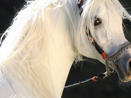 Arabian Fascination - white, beauty, horse, animal, stallion, arabian