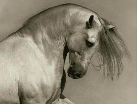 White Beauty - white, horse, beautiful, animal, elegant, stallion, mare