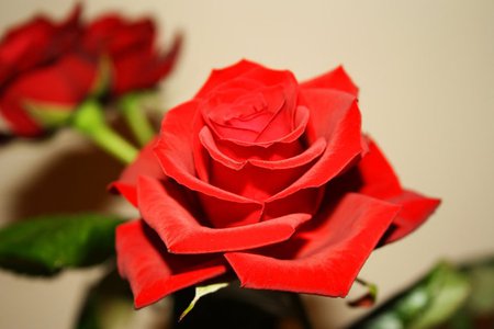 Red beauty - beauty, red, rose, flower, red rose