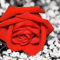 Red rose