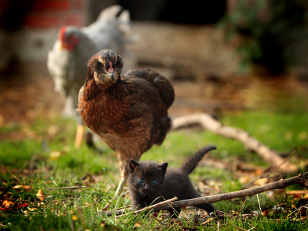 kitty - black, hen, nature, kitty, blue eyes