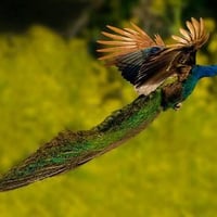 peacock