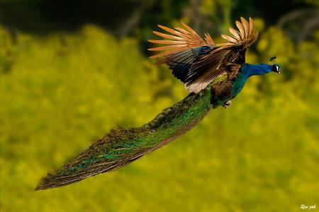 peacock - nature, peacock, animals, bird