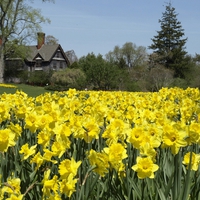 Daffodils and Manor House