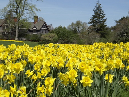 Daffodils and Manor House