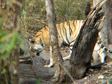 Stalking Tiger 2 - hunt, bandhavgarh, india, forest, tiger, thicket