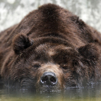 Sleeping Kodiak Bear