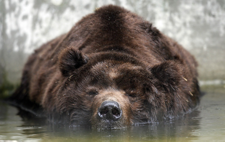 Sleeping Kodiak Bear - predator, powerful, bear, kodiak, alaskan grizzly, american brown bear, beautiful, strong, hunter