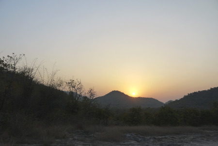 Sunset in the Tiger Kingdom - hunt, bandhavgarh, india, tiger, thicket