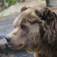 Kodiak Bear