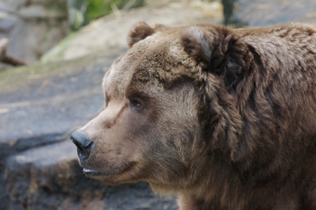 Kodiak Bear - hunter, beautiful, strong, american brown bear, bear, predator, powerful, kodiak, alaskan grizzly