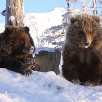 Kodiak Bear Cubs