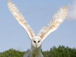 Snowy-Owl-Arctic